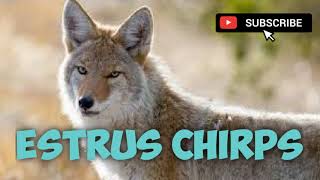 Coyote Hunting Call  Estrus Chirps  Mating Call  14 Minutes  Free Download [upl. by Leiuqeze]