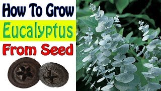 How To Grow Eucalyptus From Seed  Gardening Story [upl. by Adarbil]