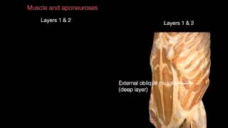 Ant Abdominal Wall Anterior view [upl. by Boesch]