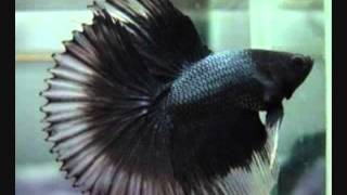 Betta Splendens Tail Types [upl. by Lessur]