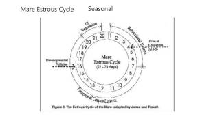 Reproduction5Estrous cycles of dogs cats horses [upl. by Pickens]