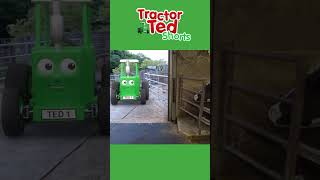 Mighty Mushrooms 🍄  New Tractor Ted Trailer  Tractor Ted Official Channel [upl. by Wenoa]