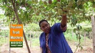 EVERYTHING YOU NEED TO KNOW ABOUT GROWING UPF12 PASSION FRUIT [upl. by Taggart]