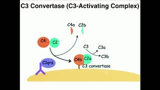 Classical Pathway of Complement Activation [upl. by Frantz]