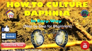 HOW TO CULTURE DAPHNIA In Easy Way [upl. by Servais]