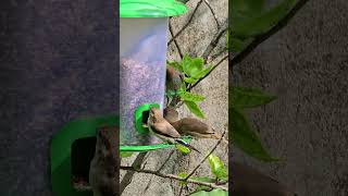 Scalybreasted munia and Indian Silverbill [upl. by Watkin]