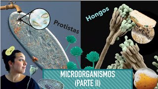 Microbiología Parte II  Protistas y Hongos [upl. by Llenrod]