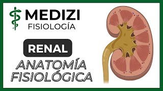 Clase 55 Fisiología Renal  Anatomía funcional del riñón IGdoctorpaiva [upl. by Berman692]