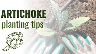 How to Plant Artichokes for Beginners Tips and Common Mistakes [upl. by Calvin496]