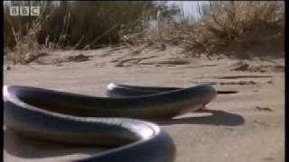 How snakes move amp run  Serpent  BBC Animals [upl. by Irina381]